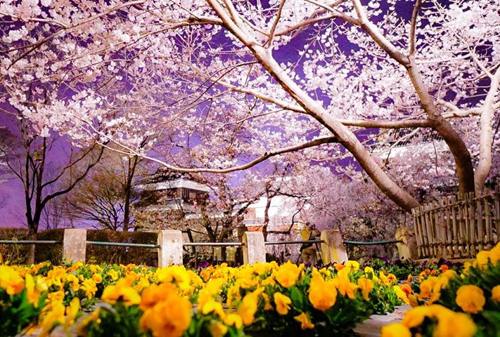 上田城の春の花  うえだ大好き-上田市シティプロモーションサイト